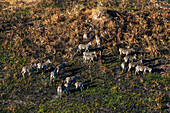 Luftaufnahme einer Herde Steppenzebras, Equus quagga, beim Grasen. Okavango-Delta, Botsuana.