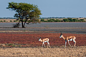 A springbok, Antidorcas marsupialis, with a calf walking in a pan. Central Kalahari Game Reserve, Botswana.