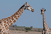 Zwei Südliche Giraffen, Giraffa camelopardalis, stehen sich gegenüber. Zentral Kalahari Wildschutzgebiet, Botsuana.