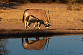 Ein Gemsbock, Oryx gazella, nähert sich einem Wasserloch. Zentral Kalahari Wildschutzgebiet, Botsuana.