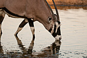 Nahaufnahme eines Gemsbocks, Oryx gazella, beim Trinken an einer Wasserstelle. Zentral Kalahari Wildschutzgebiet, Botsuana.