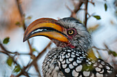 Nahaufnahme eines Südlichen Gelbschnabelhornvogels, Tockus leucomelas. Zentral Kalahari Wildschutzgebiet, Botsuana.
