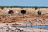 Ostriches, Struthio camelus, and springboks, Antidorcas marsupialis, at a waterhole. Nxai Pan National Park, Botswana.