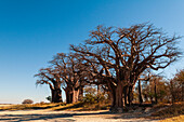 Die Baines Baobabs sind eine Ansammlung von 7 Baobab-Bäumen, Adansonia-Arten, eine ungewöhnliche Anordnung für diese Art. Sie sind auch als "Sleeping Sisters" bekannt. Kudiakam Pan, Nxai Pan National Park, Botswana.
