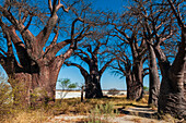 The Baines Baobabs baobab trees, Adansonia digitata. This formation of baobab trees is also known as the Sleeping Sisters. Baines Baobabs, Kudiakam Pan, Nxai Pan National Park, Botswana.