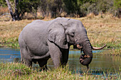 An African elephant, Loxodonta africana, eating grasses on a Khwai River bank. Khwai River, Khwai Concession Area, Okavango Delta, Botswana.