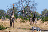 Southern giraffes, Giraffa camelopardalis, approaching a waterhole where a plains zebra, Equus quagga is drinking. Khwai Concession Area, Okavango Delta, Botswana.