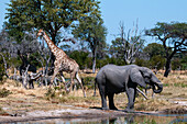 Ein Afrikanischer Elefant, Loxodonta africana, Steppenzebras, Equus quagga, und eine Südliche Giraffe, Giraffa camelopardalis, versammeln sich an einem Wasserloch. Khwai-Konzessionsgebiet, Okavango-Delta, Botsuana.