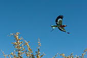 Portrait of a lilac-breasted roller, Coracias caudatus, in flight. Khwai Concession Area, Okavango Delta, Botswana.