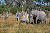 Ein weiblicher Afrikanischer Elefant, Loxodonta africana, und sein Kalb. Khwai-Konzessionsgebiet, Okavango-Delta, Botsuana.