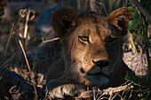 Nahaufnahme eines ruhenden Löwen, Panthera leo. Khwai-Konzessionsgebiet, Okavango-Delta, Botsuana.