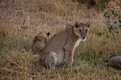 Löwen, Panthera leo, in Ruhe. Khwai-Konzessionsgebiet, Okavango-Delta, Botsuana.