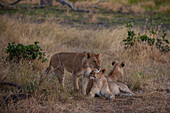 Eine Gruppe von Löwinnen, Panthera leo, die zusammen ruhen. Khwai-Konzessionsgebiet, Okavango-Delta, Botsuana.
