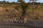 Ein Paar von Löwinnen, Panthera leo, beim Spazierengehen. Weitere ruhen sich in der Nähe aus. Khwai-Konzessionsgebiet, Okavango-Delta, Botsuana.