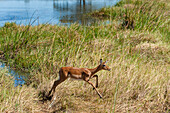 Porträt eines weiblichen Impalas, Aepyceros melampus, der im hohen Gras läuft. Khwai-Konzessionsgebiet, Okavango-Delta, Botsuana.