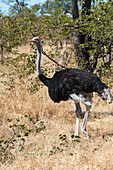 Porträt eines Straußes, Struthio camelus. Khwai-Konzessionsgebiet, Okavango-Delta, Botsuana.