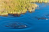 Luftaufnahme von Flusspferden, Hippopotamus amphibius, im Wasser. Okavango-Delta, Botsuana.