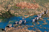 Luftaufnahme von Steppenzebras, Equus quagga, die in einer Überschwemmungsebene im Okavango-Delta spazieren gehen. Okavango-Delta, Botsuana.