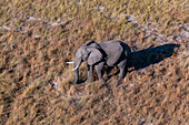 Luftaufnahme eines afrikanischen Elefanten, Loxodonda africana. Okavango-Delta, Botsuana.