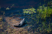 Luftaufnahme eines Nilkrokodils, Crocodylus niloticus. Okavango-Delta, Botsuana.