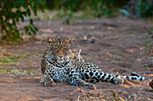 Porträt eines Leoparden, Panthera pardus, in Ruhe. Mashatu-Wildreservat, Botsuana.