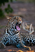 Porträt eines Leoparden, Panthera pardus, der gähnt. Mashatu-Wildreservat, Botsuana.