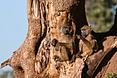 Zwei Chacma-Paviane, Papio ursinus, sitzen in der Gabelung eines Baumes. Mashatu-Wildreservat, Botsuana.