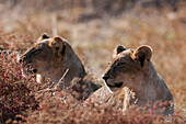 Ein Löwenpaar, Panthera leo, beim Ausruhen. Mashatu-Wildreservat, Botsuana.