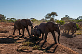 A herd of African elephants, Loxodonta africana, on the move. Mashatu Game Reserve, Botswana.