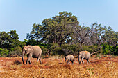 Ein weiblicher Afrikanischer Elefant, Loxodonta africana, geht mit seinen Kälbern spazieren. Mashatu-Wildreservat, Botsuana.