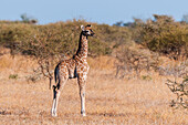 Porträt einer eine Woche alten neugeborenen Südlichen Giraffe, Giraffa camelopardalis. Mashatu-Wildreservat, Botsuana.
