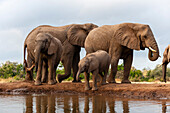 Eine Herde afrikanischer Elefanten, Loxodonta africana, an einer Wasserstelle. Mashatu-Wildreservat, Botsuana.