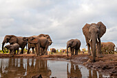 A herd of African elephants, Loxodonta africana, drinking. Mashatu Game Reserve, Botswana.
