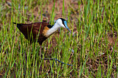 An African jacana, Actophilornis africanus, hunting in the grass. Chobe National Park, Botswana.