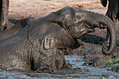An African elephant, Loxodonta africana, mud bathing on a bank of the Chobe River. Chobe River, Chobe National Park, Botswana.
