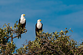 A pair of African fish eagles, Haliaeetus vocifer, perching in a tree top. Chobe National Park, Botswana.
