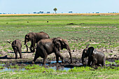 Eine Herde afrikanischer Elefanten, Loxodonta africana, beim Schlammbaden am Ufer des Chobe-Flusses. Chobe-Fluss, Chobe-Nationalpark, Botsuana.