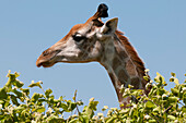 Nahaufnahme eines Weibchens der Südlichen Giraffe, Giraffa camelopardalis, in den Ästen der Bäume. Chobe-Nationalpark, Botsuana.