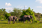 Zwei weibliche afrikanische Elefanten, Loxodonta africana, beschützen ein Kalb. Chobe-Nationalpark, Botsuana.