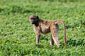 Portrait of an infant chacma baboon, Papio ursinus, looking at the camera. Chobe National Park, Botswana.