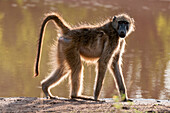 A back-lit portrait of a chacma baboon, Papio ursinus, looking at the camera as it walks by. Chobe National Park, Botswana.