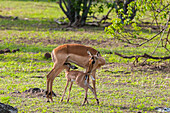 Ein Impala, Aepyceros melampus, säugt sein Kalb. Chobe-Nationalpark, Botsuana.