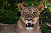 Nahaufnahme einer subadulten Löwin, Panthera leo, mit Blick in die Kamera. Chobe-Nationalpark, Botsuana.