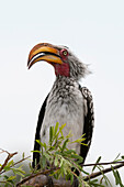 Nahaufnahme eines südlichen Gelbschnabel-Hornvogels, Tockus leucomelas, der auf einem Zweig sitzt. Savute-Sumpf, Chobe-Nationalpark, Botsuana.