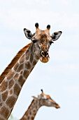 Eine weibliche Südliche Giraffe, Giraffa camelopardalis, schaut in die Kamera. Savute-Sumpf, Chobe-Nationalpark, Botsuana.