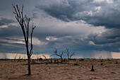 Ein Regensturm am Horizont nähert sich dem Savute Marsh. Savute-Sumpf, Chobe-Nationalpark, Botsuana.
