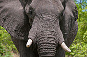 Close up portrait of an African elephant, Loxodonta africana. Khwai Concession Area, Okavango, Botswana.