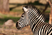 Nahaufnahme eines Steppenzebras oder Burchell's Zebras, Equus burchellii. Khwai-Konzessionsgebiet, Okavango, Botsuana.