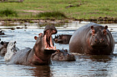 Flusspferde, Hippopotamus amphibius, in einem Wasserbecken. Eines zeigt ein territoriales Verhalten. Khwai-Konzessionsgebiet, Okavango, Botsuana.
