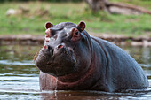Porträt eines aufmerksamen Nilpferds, Hippopotamus amphibius, im Wasser. Khwai-Konzessionsgebiet, Okavango, Botsuana.